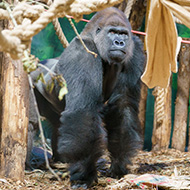 London Zoo welcomes endangered gorilla