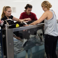 Dairy calf 'Bunny' rehabilitated with hydrotherapy