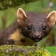 Pine martens successfully breeding in New Forest 