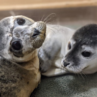 RSPCA highlights increase in rescued seals
