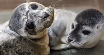 RSPCA highlights increase in rescued seals