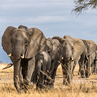 Study highlights true value of elephants