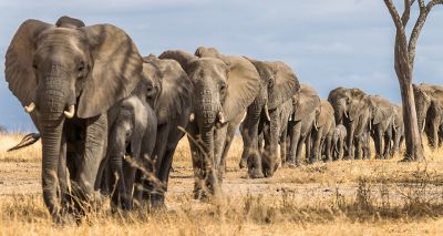 Study highlights true value of elephants