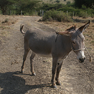 Donkey skin trade threatening biosecurity, report finds