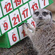 Zoo animals explore advent calendars