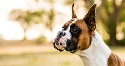 Majority of ear-cropped dogs in UK originate from abroad, study finds