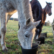 Free webinar to explore equine behaviour and diet