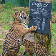 London Zoo's annual stocktake gets underway