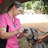Harness versatility of veterinary nurses, practices urged