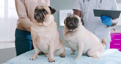 Pugs at highest risk of obesity, research finds