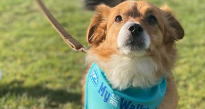 Dog owners sought for virtual walking challenge 