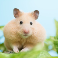 Hong Kong set to end ban on hamster imports