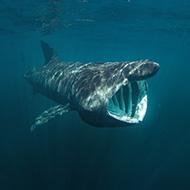 Volunteers sought to identify sharks in Wales