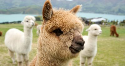 Study to further understanding of Scottish camelid sector