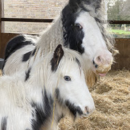 Foal discovered with tin cans attached to foot