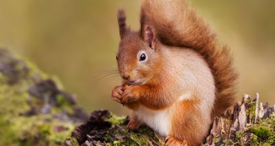 Suspected squirrelpox outbreak reported in Scotland