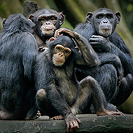 Humans understand apes' body language