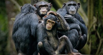 Humans understand apes' body language