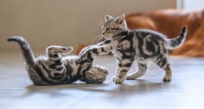 New insights into whether cats are playing or fighting