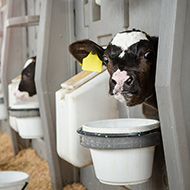 Milk restriction hinders calves' intelligence