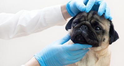 Kennel Club offers health testing at Crufts