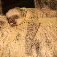 Baby sloth born at London Zoo
