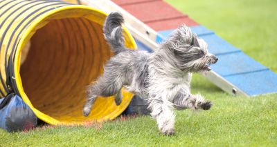 The Kennel Club launches dog activities survey