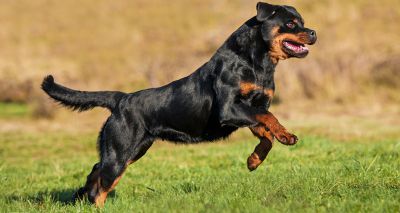 Rottweilers 'most at risk of cranial cruciate ligament rupture'