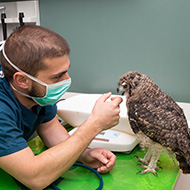 Free bird of prey crime course for vets