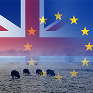 RSPCA blasts poor progress on animal welfare after Brexit