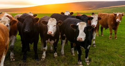 Growing number of cattle farms free of BVD