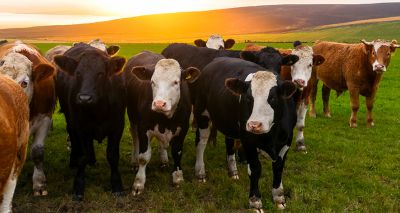 Growing number of cattle farms free of BVD
