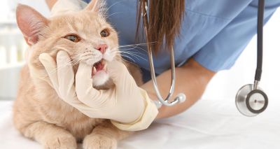 RVC reveals most common feline disorders