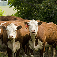Beef cattle farmers sought for survey
