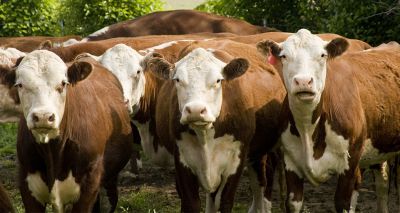 Beef cattle farmers sought for survey