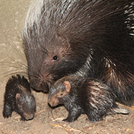 London Zoo welcomes two spiky bundles of joy