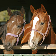 Webinar on managing horses announced