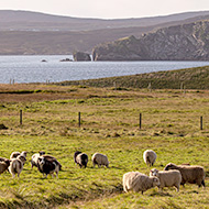 New Scottish farm payment scheme announced