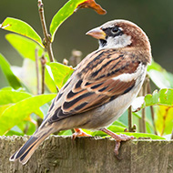 Garden pesticides linked to decline in bird numbers