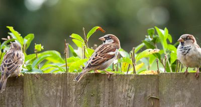 Garden pesticides linked to decline in bird numbers