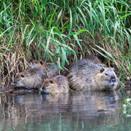 Beavers reintroduced to Loch Lomond