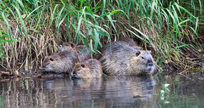 Beavers reintroduced to Loch Lomond