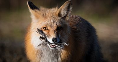 Foxes and otters test positive for avian flu