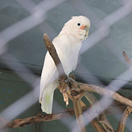 Goffin's cockatoos can use tool sets, study finds