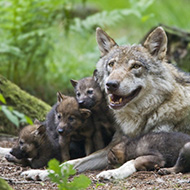 Environment Secretary rules out reintroduction of lynx and wolves