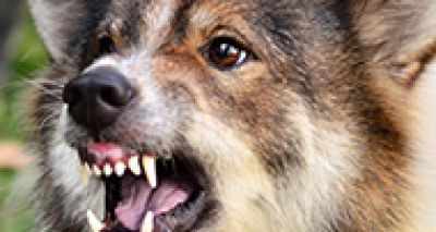 Dog attacks on the rise, investigation finds