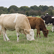 New bTB advice for Anglesey cattle farmers