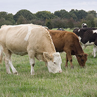 New bTB advice for Anglesey cattle farmers