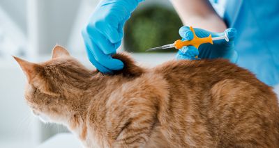 Date set for mandatory cat microchipping