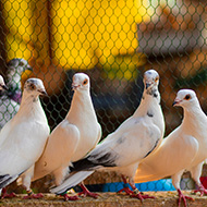 Government to consult on bird keeper registration rules